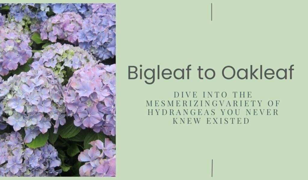 title Photo of Endless Summer hydrangea and the title Bigleaf to Oakleaf