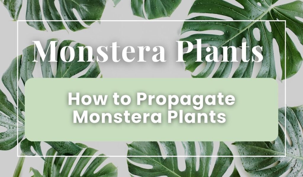 Title page for How to Propagate Monstera Plants.